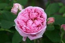 Helmbold Antikmohair rosé --20 x 70 cm zartrosa shabby 