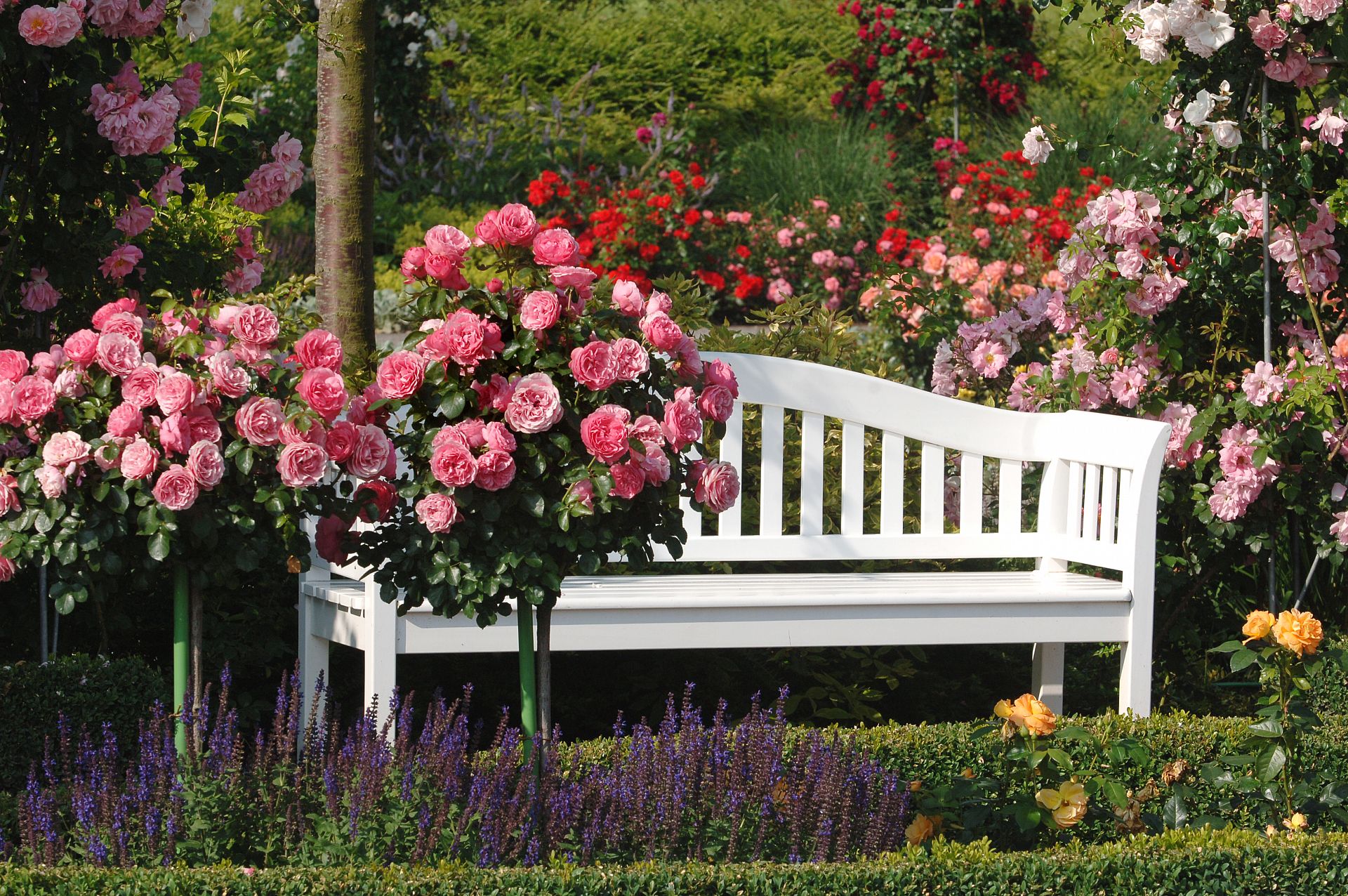 The largest rose collection in the world