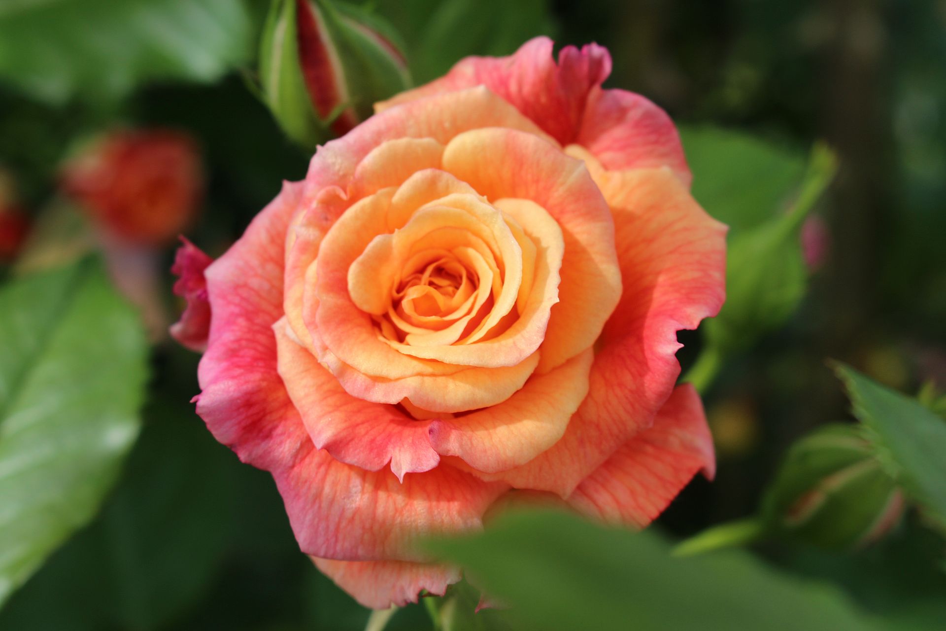 The rose collections - from historical to modern species
