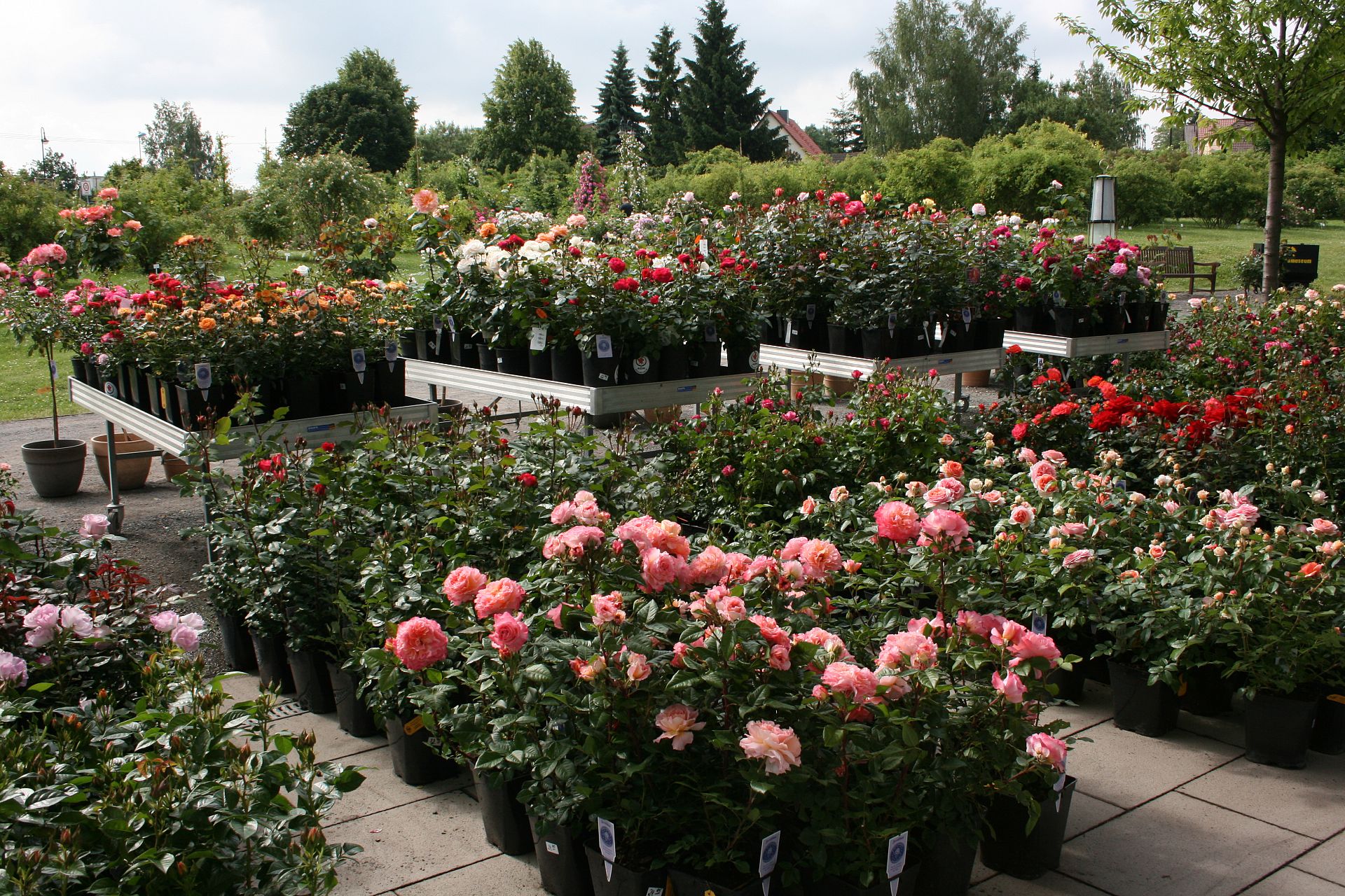 „Gartenträume“-Laden und Rosenverkauf